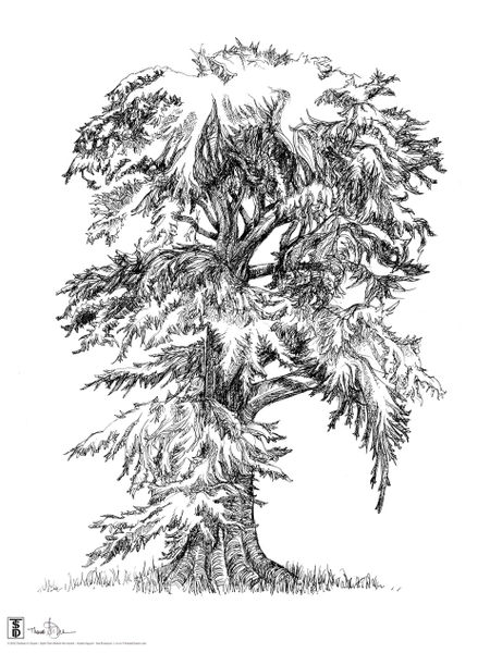 clip art cypress tree - photo #42